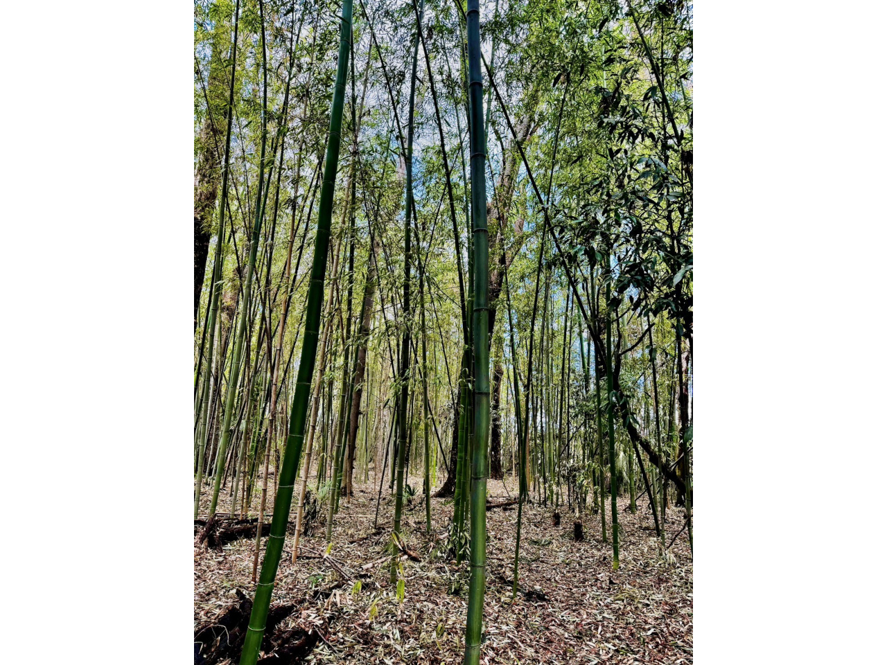 川端家住宅